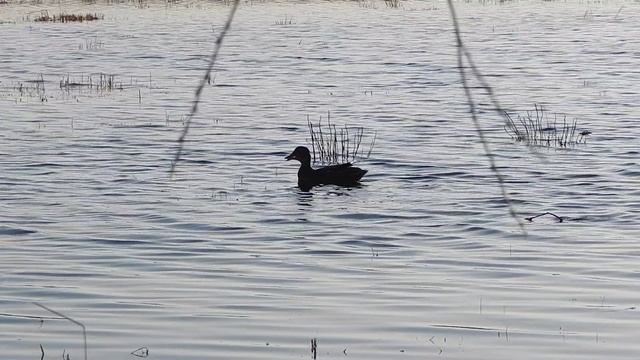 Один на охоте - с подсадной на селезня смотреть онлайн