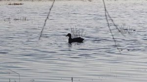 Один на охоте - с подсадной на селезня