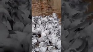 Голуби Касаны, (Косони).