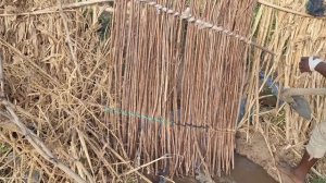 #61 Африка. Мой урожай манго🥭 .