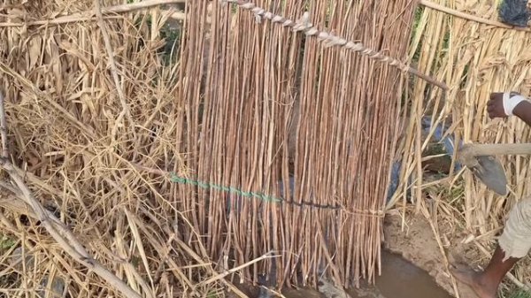 #61 Африка. Мой урожай манго🥭 .