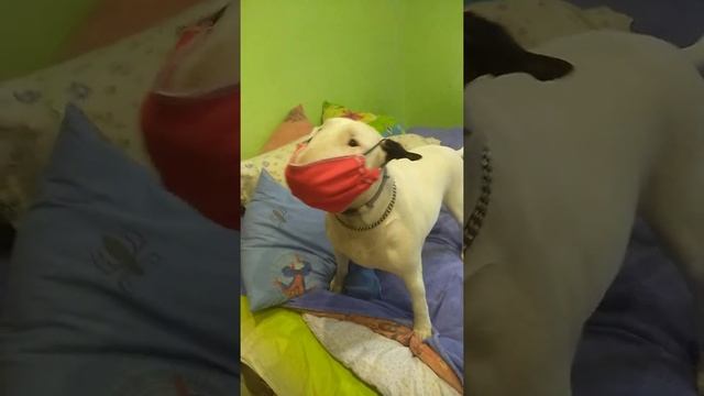 Бультерьер Этуаль масочный режим карантин смотреть онлайн