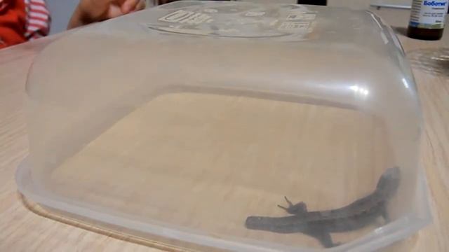 Алия и Ящерица | small lizard смотреть онлайн