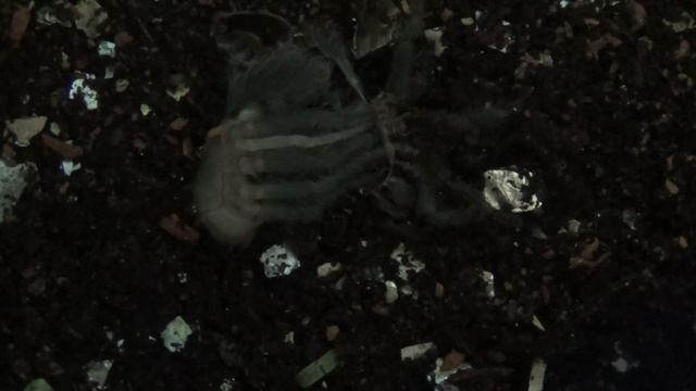 линька Brachypelma Vagans смотреть онлайн
