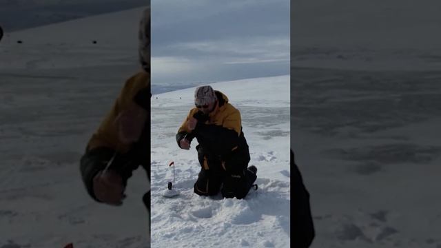 🤔 Рыбалка на арктического гольца на Ямале #крайнийсевер #янао #рекомендации