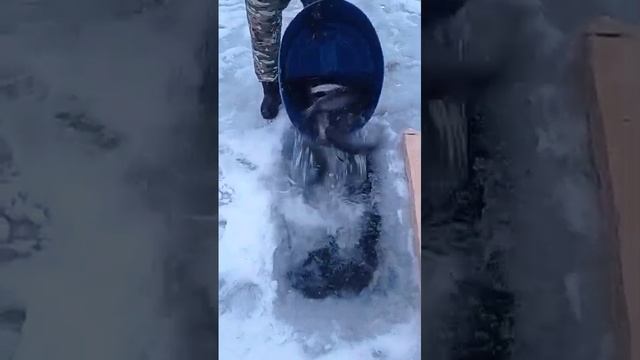 запуск форели на путевки смотреть онлайн