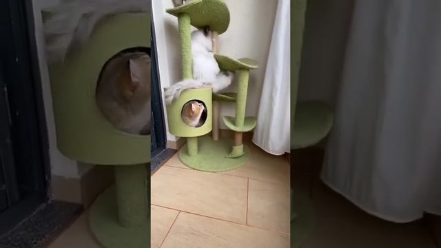 Грация - кошки, ловкость - картошки смотреть онлайн