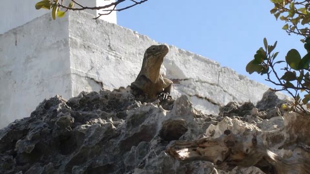 Cuba Cayo Largo смотреть онлайн
