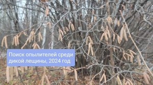 Поиски опылителей фундука среди дикой лещины, 2024 год
