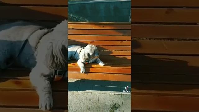 Прогуляемся? По бульвару!#севастополь #крым #море #кузясевастопольский смотреть онлайн