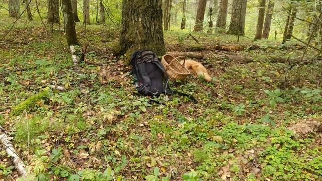 Некопаный хутор 👍 чуть не потеряли собаку😰 Видео от МакаровЪ коп / vКлады в историю 08.09.23 +1 ден смотреть онлайн