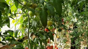 Обзор на томаты для народного тестирования от Селекцентра Лагутники!!!