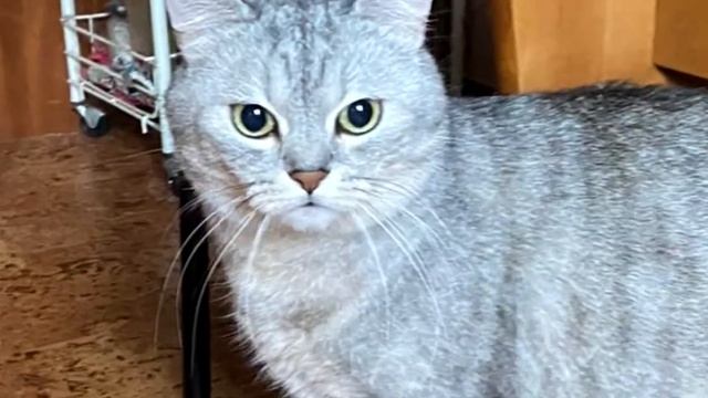 Слайд-шоу - Мои кошки смотреть онлайн