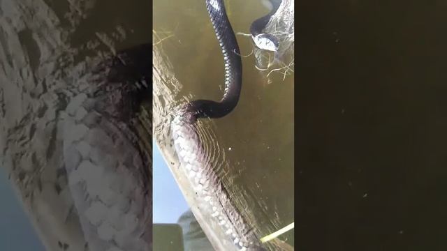 Уж просит рыбы 😂 смотреть онлайн