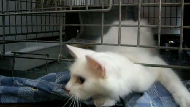 Didysis pabegimas | The great escape.wmv смотреть онлайн