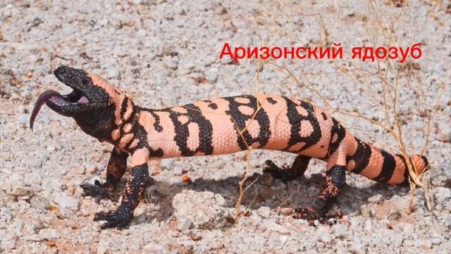 1-ый выпуск.Удивительные ящерицы.🦎🦎🦎 смотреть онлайн