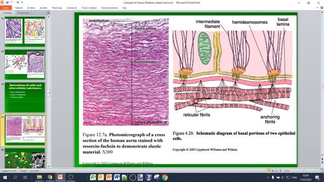 The advanced introduction in histology (17.02.22 14:15) смотреть онлайн