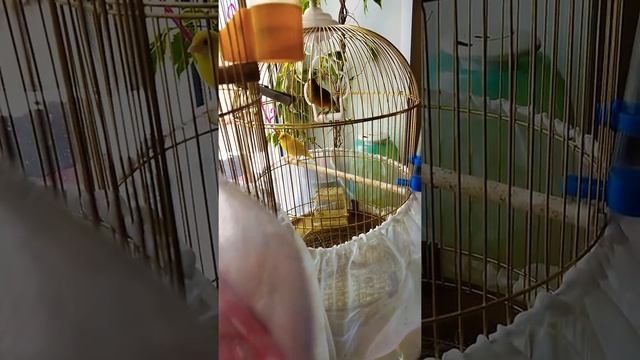 Канарейки Вышний Волочек. Кенар распевается смотреть онлайн
