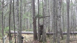 отпуск в тайге 2 серия