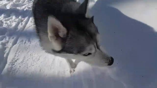 Иделия- смотрительница кормушек 🐾🐺🌲#сибирскийхаски#huskyIdel смотреть онлайн