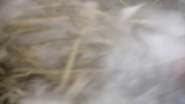 Первый осмотр гнезда после окрола смотреть онлайн