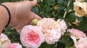 Sophia ROMANTICA (Kurfurstin Sophie) Meilland Франция, 2010 Шраб