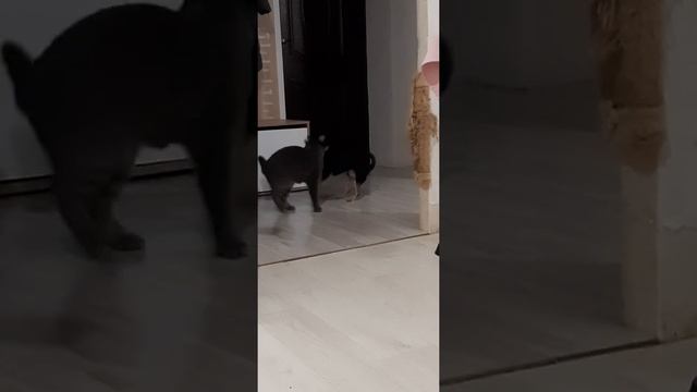 как кот дрессирует собаку смотреть онлайн