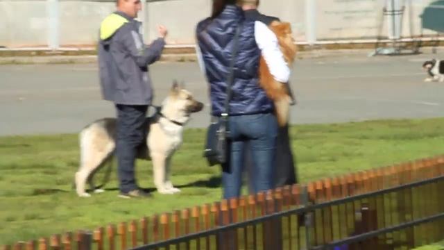 Выставка КЧК, Пермь, 7.06.14 смотреть онлайн