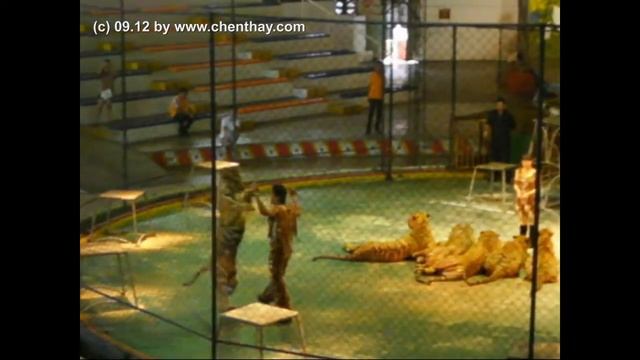 Si Racha - Part 03.2 - Sriracha Tigerzoo - Tiger-Show смотреть онлайн