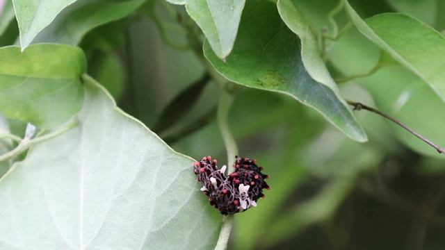 ジャコウアゲハの幼虫 Caterpillar of Byasa alcinous смотреть онлайн