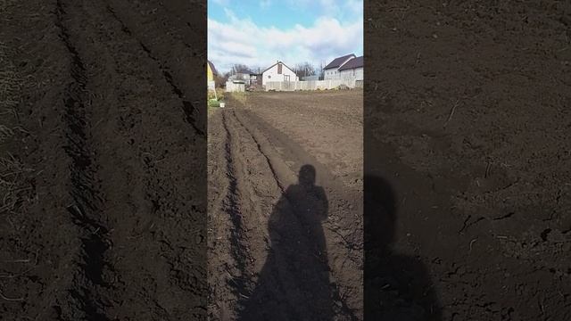 Посадка лука в борозды 13 ноября смотреть онлайн