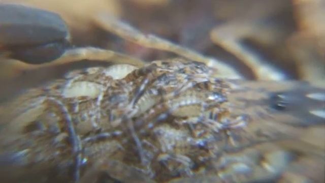 Lychas mucronatus - samica z młodymi. смотреть онлайн