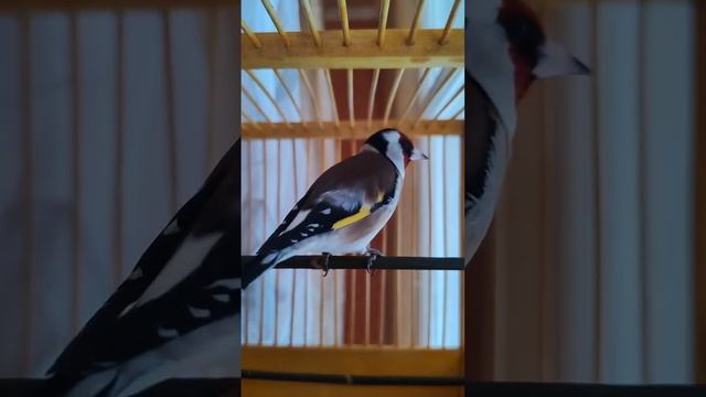 Пение Щегла смотреть онлайн