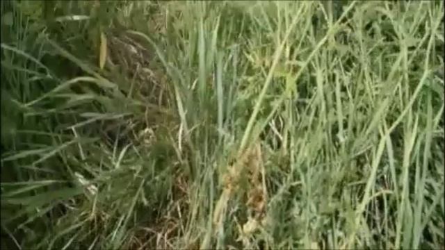 СТРОИМ ЖИЛЬЕ ДЛЯ ЖИВОТНЫХ смотреть онлайн