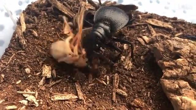 manticora tiger beetle vs camel spider смотреть онлайн