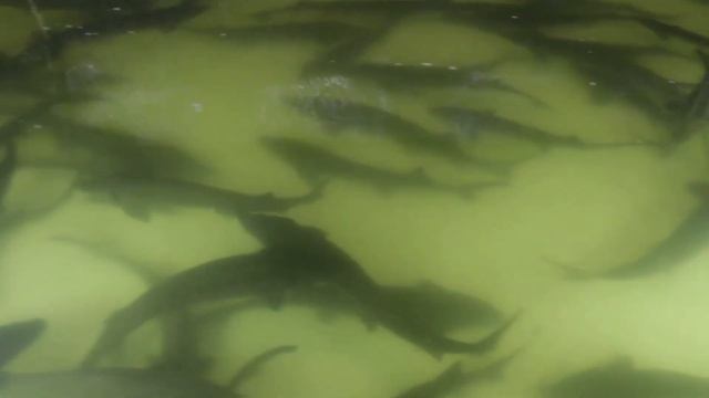 Сергей Стецюк - За достижения в области рыбного хозяйства смотреть онлайн