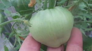 ТОМАТ РОЗОВЫЙ МЕД - КАК ФОРМИРОВАТЬ КУСТЫ? ОГОРОДНАЯ АЗБУКА ОЛЬГИ ЧЕРНОВОЙ.