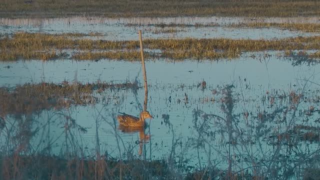 Охота на селезня 2023г. смотреть онлайн