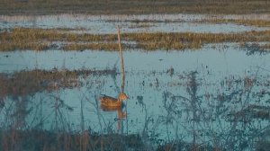 Охота на селезня 2023г.