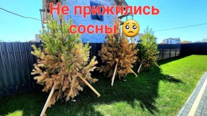 Выпуск № 35. по гарантии заменили сосны на туи́