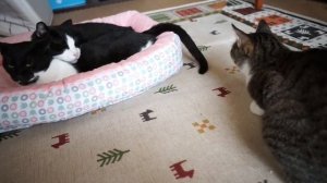 Кот укусил братана за хвост