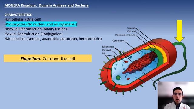 Bacteria and archaea (new) смотреть онлайн