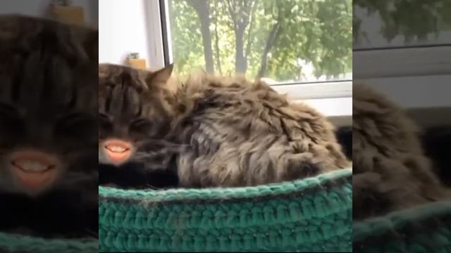 Кошечки с губками смотреть онлайн
