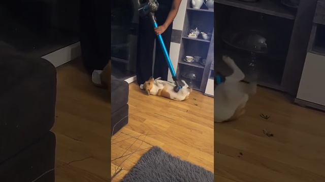 Кайфует Тузик смотреть онлайн