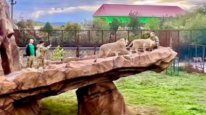 Львы Рыжик и Симба борются за Олега Зубкова и лев Рыжик бесстрашно ПРЫГАЕТ со СКАЛЫ!!!