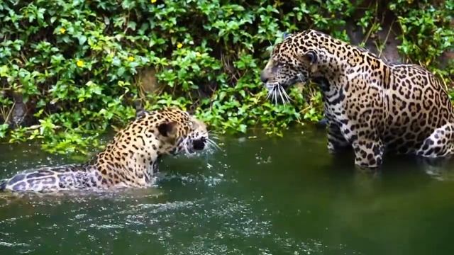 Leopard vs Jaguar: No more Confusion смотреть онлайн