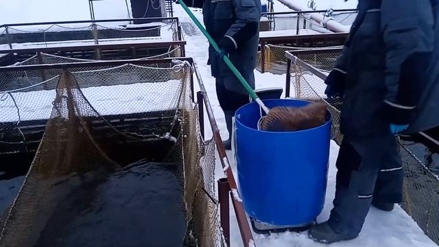 Зарыбление 250 кг форели смотреть онлайн