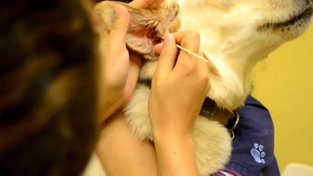 Dog Ear Infection - Dog Ear Infection Treatment смотреть онлайн