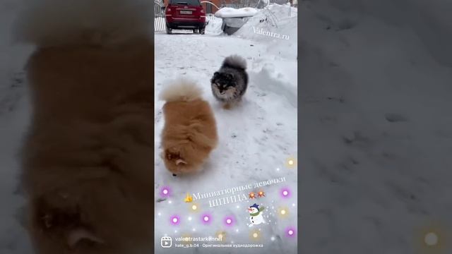 ШПИЦ. Щенки Шпица #купитьщенка #минишпиц #шпиц #щенок #собака смотреть онлайн