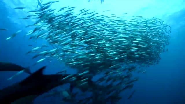 ...сегодня было жарко 🔥🔥под водой ..Sardine Run , South Africa , PSJ, African Watersport смотреть онлайн
